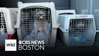 Dozens of animals found living in poor conditions in Middleboro home