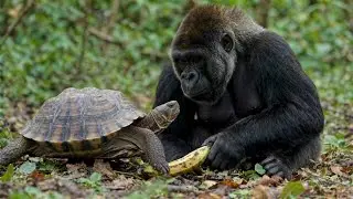 Tortoise vs Gorilla  Wild Jungle Standoff & Animal Behavior Explained