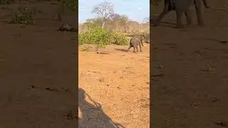 Under Attack: The Elephant Mother's Fight Against the Lion Pride