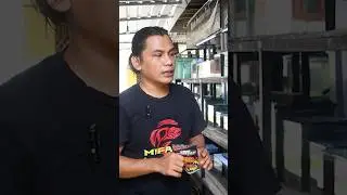 Setingan Aquarium Progres Chana Maru