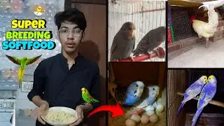 Birds Super Breeding Softfood🐣👍 | Birds Breeding Formula
