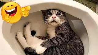 😹🐾 Nonstop LOL! Funniest Cats and Dogs Compilation 2025