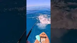 Viral 4K Australian Paddleboard Fishing 🎣  (What A View) 🇦🇺