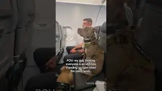 Cute passenger on the flight❤️❤️❤️#dog#dogvideos #flight#fyp