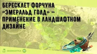 Бересклет Форчуна &laquo;Эмеральд Голд&raquo; &mdash; применение в ландшафтном дизайне