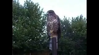 Buteo buteo. Buzzard, in Budakalasz, Hungary. Egeresz olyv.