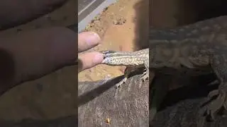 Warum Warane Gef&auml;hrlich sind