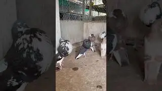 Amazing Pigeon Breed #kabootar #pigeon #pigeonbreed