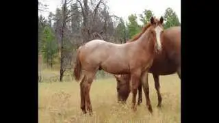 2015 Stud Colt for Sale