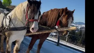 🏔️Коні перевозять сіно🌲🌲🌲