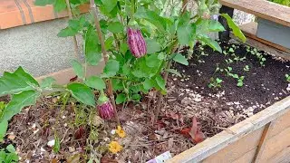 Gérer le changement de saison dans un petit potager.🍆🥕🥒🫑🍎