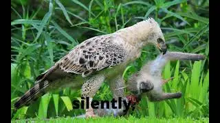 AFRICAN CROWNED EAGLE: THE MOST POWERFUL EAGLE IN AFRICA