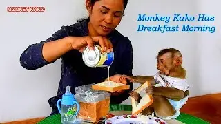 Baby Monkey Kako Eating Bread With Fresh Milk