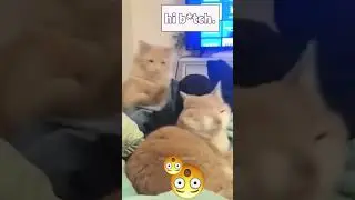 cats being complete jerks.. 
