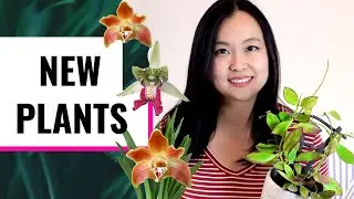 Orchid/Plant Haul from SoCal Spring Garden Show: Cymbidiella, Hoya, CA Natives, and More!