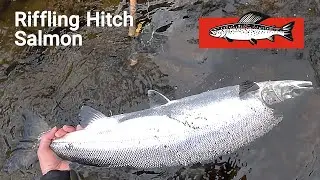 Riffling Hitch Magic: Landing a Huge 8kg Salmon in Whitewater with a One-Handed Rod