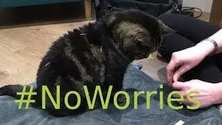 Acupuncture on a cat: cat comfortable and interested in his acupuncture!