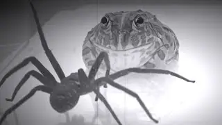 The African bullfrog and the eight-legged guy.