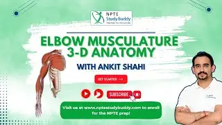 3 -D anatomy: Muscles of the Upper Extremity | Elbow Joint Anatomy & Function | NPTE StudyBuddy