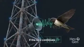 Bird Collision Detection System 