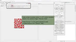 ImageJ Data to R (Bio7 2.0)