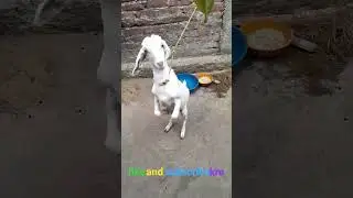 Bakri ka dance