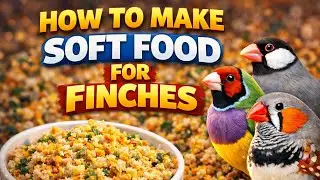 How to Make Soft Food for Finches | Best Finches Breeding Formula & Tips Finches Breeding Farmula 