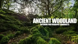 ANCIENT WOODS | Outdoor Photography I 250 year old Yew Tree Wood . Ireland