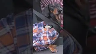 Weird Pet Laws