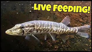 Live Fish Feeding Compilation!! (Pet Walleye Update)