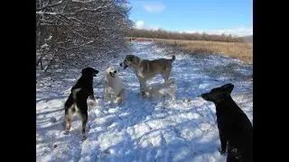 Field Walk with 9 Dogs | Calm and Peaceful