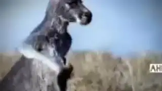 Mother giraffe saving her baby from lions