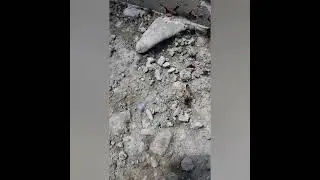 Чорно-грязьова  оса