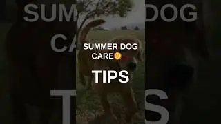 Summer Care Tips for Pets 🐾🐶🐱 #shorts #care #petcare #petowner #catownertips #dogowner