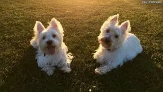 These amazing dog stories are why Rover Rules!