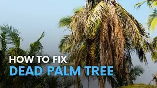How Can I Fix My Dead Palm Tree? Tampa Outdoor Living Expert Answers!