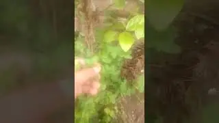 asjad ki mama nya treeky sy motiy ka paoda lgaya