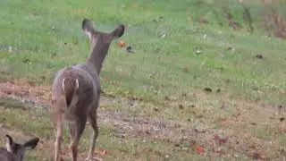 Mommy Deer Bounding Away With Her Triplets !!!