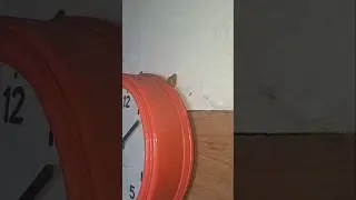 What's the time Mr Gecko ⏰️ 🦎 #gecko #reptiles #lizard #wildlife #islandlife #vlog