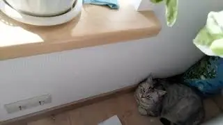 кошечка шелти покончила с сиреноголовым, лабубу и котнэпом