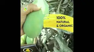 WORLD FAMOUS PAKISTANI MANGOES  AamWala 🥭