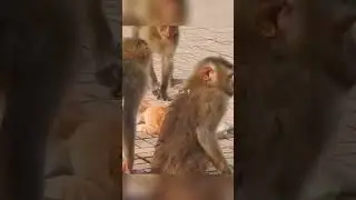 Monkeys Bully Cat  #monkey  #funny #animals #cat