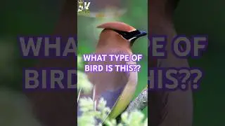What In The World Kind of Bird Is THIS?!?! #animals #shorts #birds