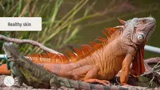 Iguana Care 101: Signs of a Healthy Iguana  | Mittens and Max