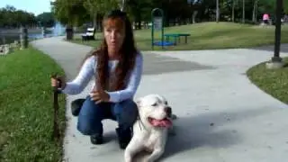Deaf Dog Training w/ Dogtra Pager American Bulldog