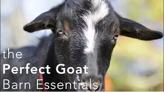 The Perfect Goat Barn Setup - what you need to make keeping goats easier!