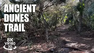 Anastasia State Park Ancient Dunes Trail VR180 8K 3D Sandy Loop Hike, Coastal Forest VR视频 3D動画 VR旅行