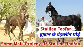 तूफ़ान के बेहतरीन घोड़े || SOME MALE PROJENY OF STALLION TOOFAN || Exploring Gujarat 94 ||