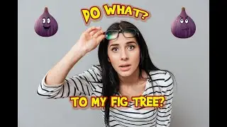 spring care fig tree Tutorial