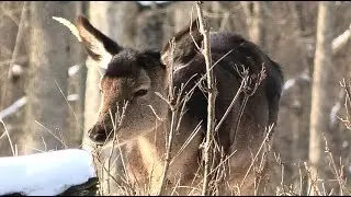 Чем питаются олени зимой в лесу || What do red deer eat in the forest in winter